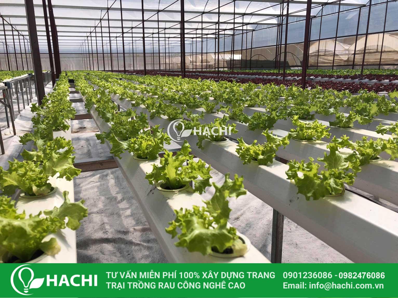 Farm Trai Mat Da Lat 03 Hachi
