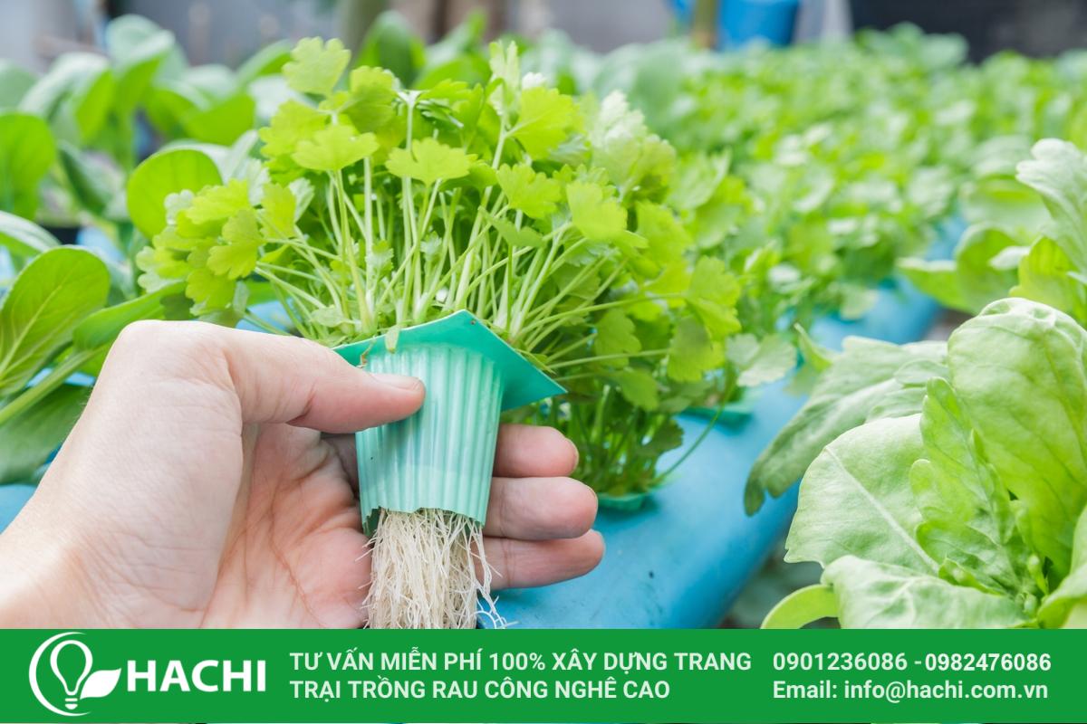 Hạn chế vùng rễ trong thủy canh 4 1200 477520718 man showing hydroponic plant 1
