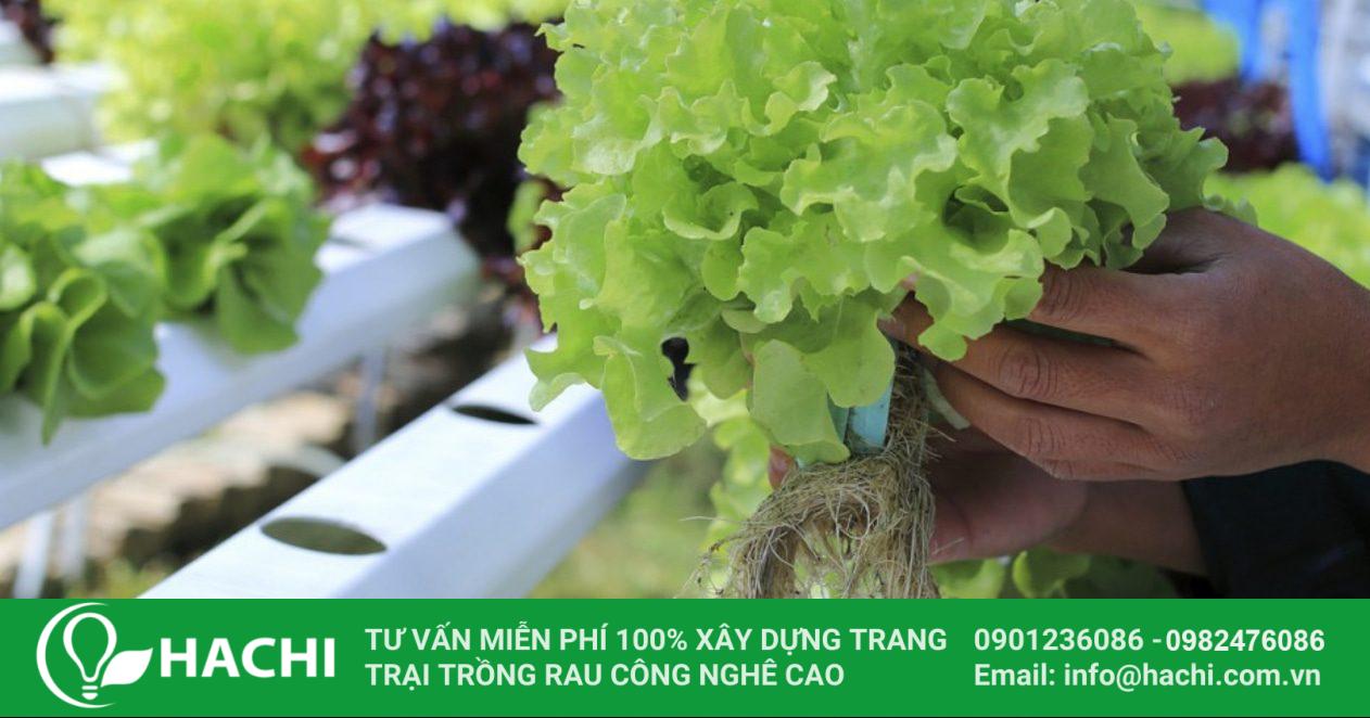 Hạn chế vùng rễ trong thủy canh 3 invention overcomes some deficiency aeroponic hydroponic recycling systems 1766 11155174 e1540368433980