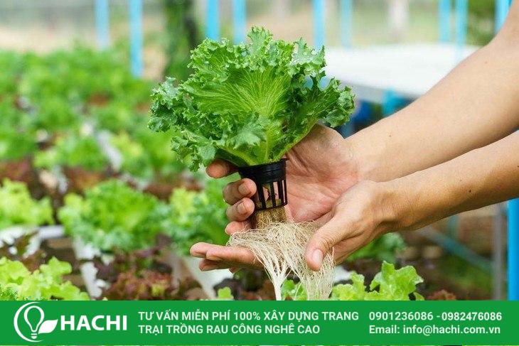 Vegetable cultivated through a hydroponics system