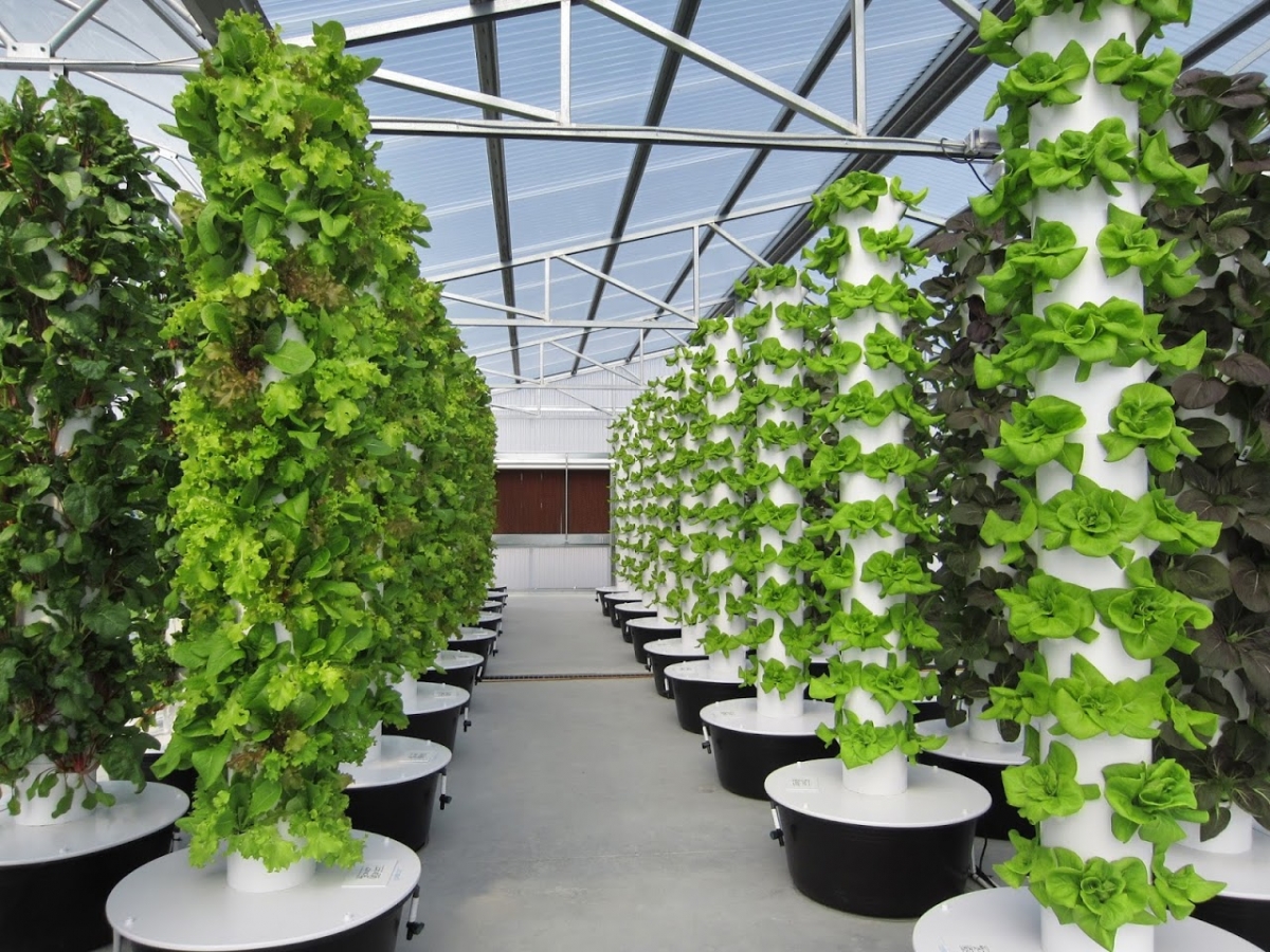 Mô hình trồng rau khí canh tại nhà