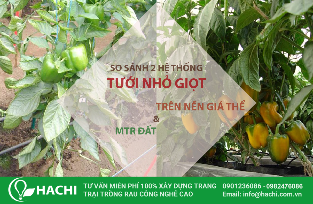 SS tuoi nho giot 01 01