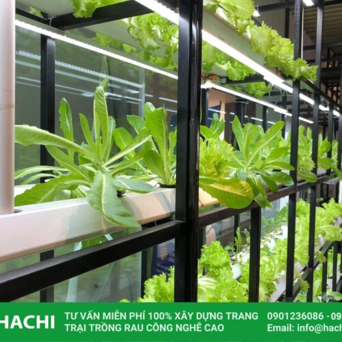 Hệ thống trồng rau chiếu sáng nhân tạo 23 đèn led chuyen dụng trồng cây