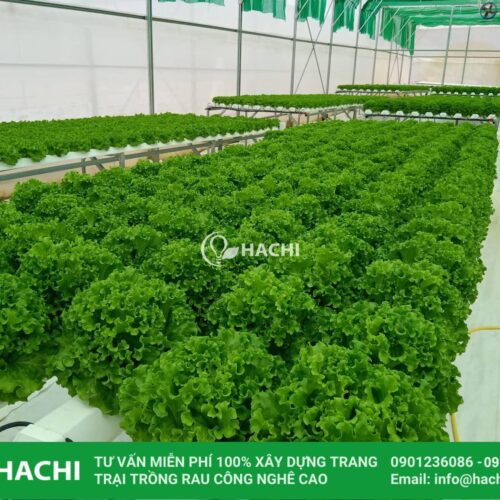Dinh dưỡng thuỷ canh dạng Bột cho RAU ĂN LÁ 5KG 4 batch 71931760 2307498936026517 5011053084294512640 n
