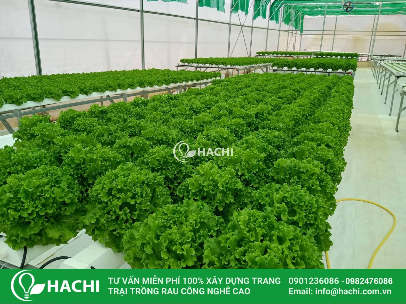 Dinh dưỡng thuỷ canh dạng Bột cho RAU ĂN LÁ 5KG 2 batch 71931760 2307498936026517 5011053084294512640 n