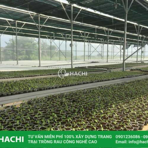 Nhà màng ươm cây giống 7 kỹ thuật trồng dưa lưới trong nhà màng