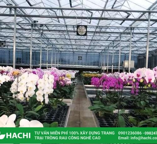 trong hoa lan trong nhà màng