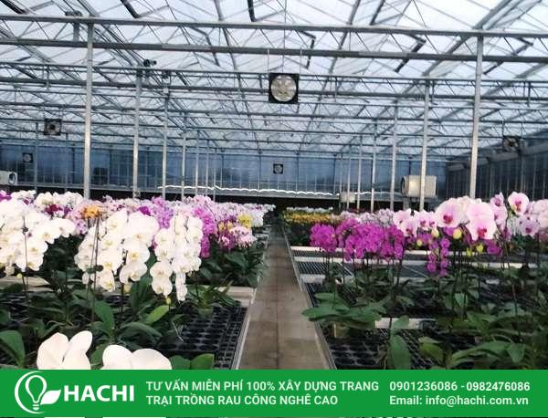 Nhà màng Cao cấp HC9.6-CC 2 trong hoa lan trong nhà màng