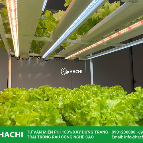 Hệ thống trồng rau chiếu sáng nhân tạo 17 153937160 1539322243072287 917720802322200069 o