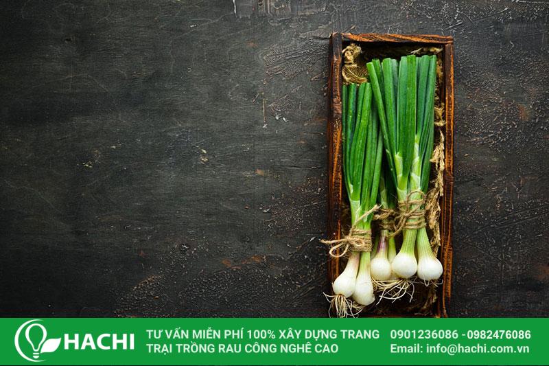 3 Cách trồng hành thủy canh siêu dễ hiệu quả nhất cho "bà con" 15 Cách trồng hành lá thủy canh