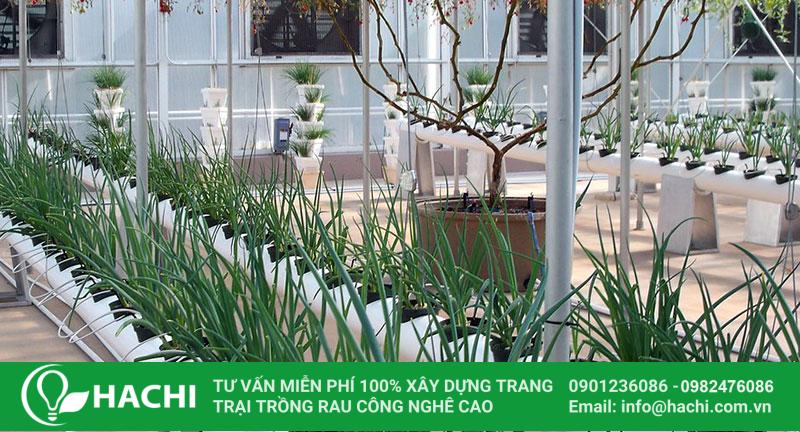 3 Cách trồng hành thủy canh siêu dễ hiệu quả nhất cho "bà con" 16 Cách trồng hành lá thủy canh