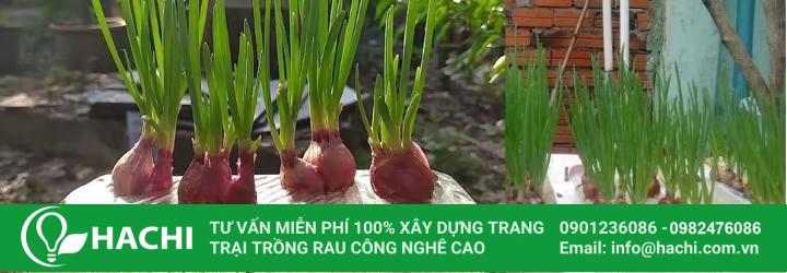 3 Cách trồng hành thủy canh siêu dễ hiệu quả nhất cho "bà con" 14 Trồng hành lá thủy canh