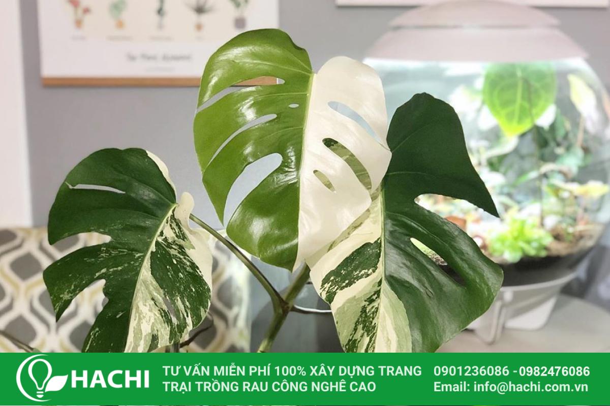 monstera dot bien
