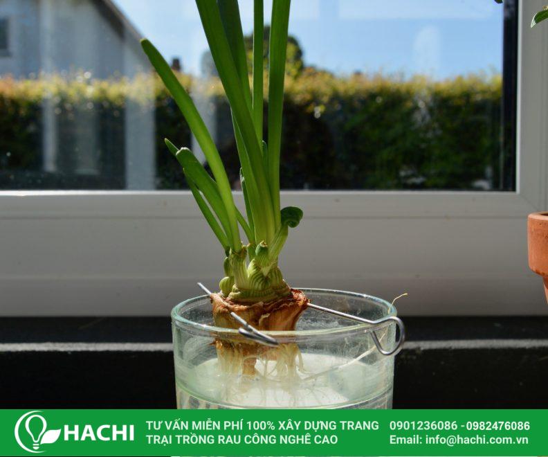 3 Cách trồng hành thủy canh siêu dễ hiệu quả nhất cho "bà con" 18 Trồng hành lá thủy canh