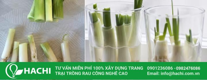3 Cách trồng hành thủy canh siêu dễ hiệu quả nhất cho "bà con" 12 Nên lựa chọn những gốc hành to mập để trồng thủy canh