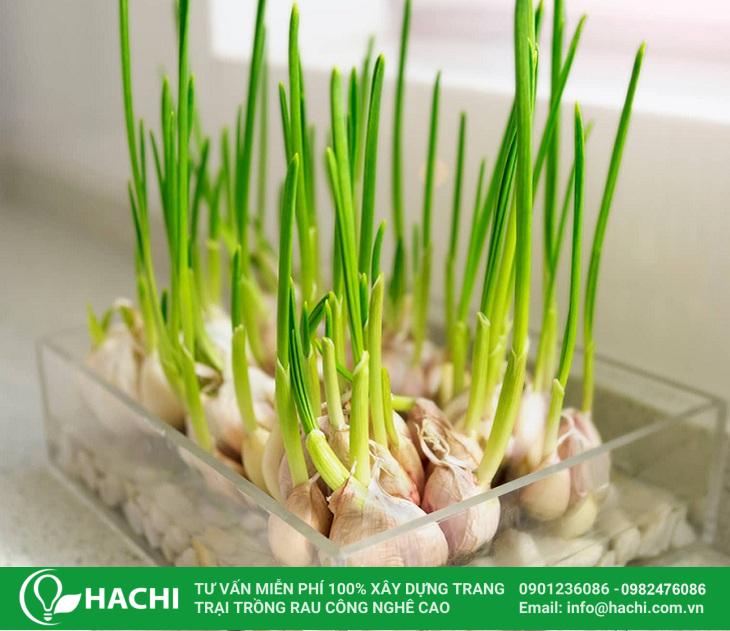 3 Cách trồng hành thủy canh siêu dễ hiệu quả nhất cho "bà con" 19 Trồng hành thủy canh