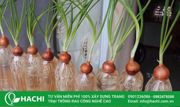 3 Cách trồng hành thủy canh siêu dễ hiệu quả nhất cho "bà con" 20 Trồng hành thủy canh