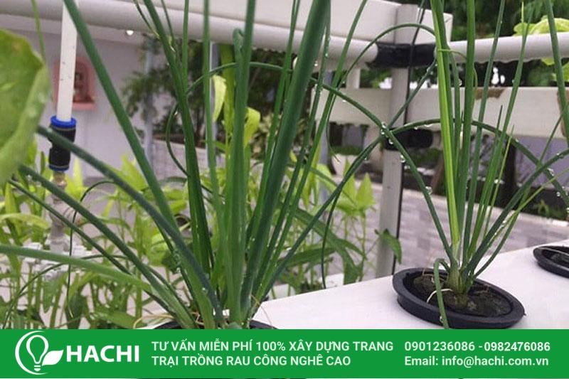 3 Cách trồng hành thủy canh siêu dễ hiệu quả nhất cho "bà con" 17 Trồng hành thủy canh