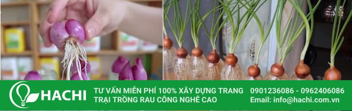 3 Cách trồng hành thủy canh siêu dễ hiệu quả nhất cho "bà con" 13 Trồng hành thủy canh bằng củ hành