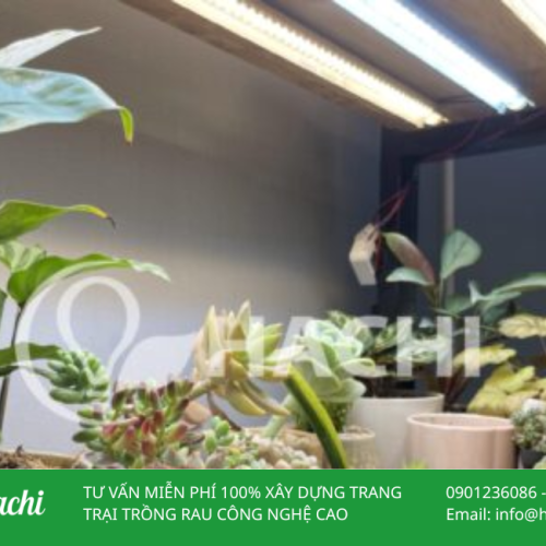 Đèn LED chuyên dụng trồng cây HC16W 6 DEN LED CHUYEN DUNG TRONG CAY 2