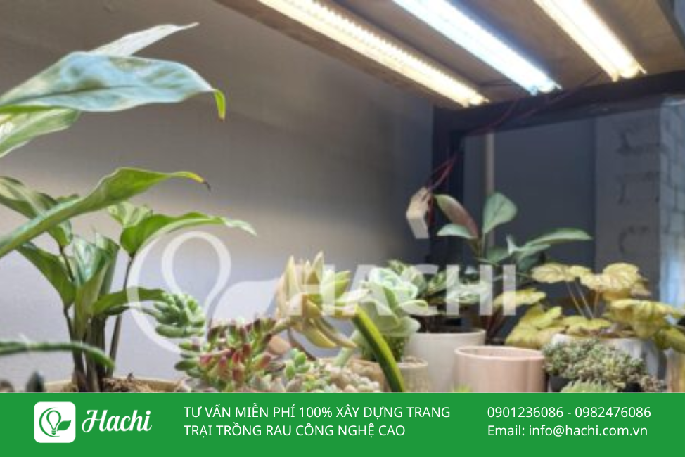 Đèn LED chuyên dụng trồng cây HC16W 3 DEN LED CHUYEN DUNG TRONG CAY 2