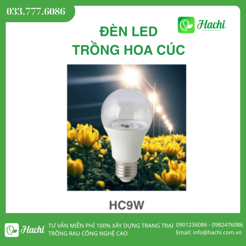 Đèn LED trồng hoa cúc HC9W