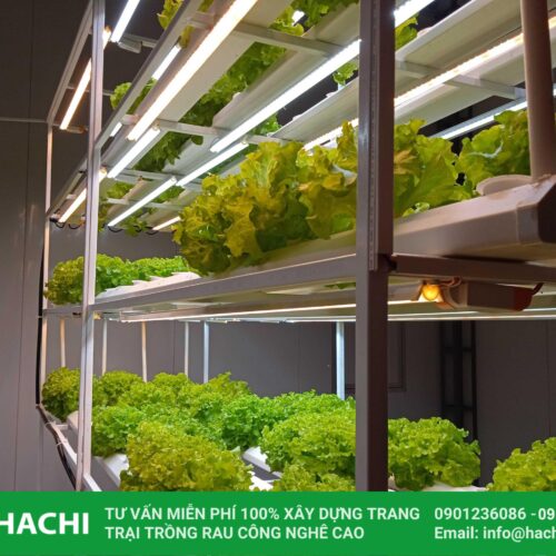 dung dịch thủy canh hữu cơ