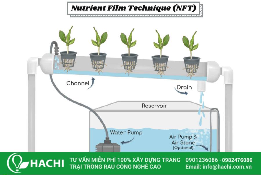 tự lắp giàn thủy canh tại nhà