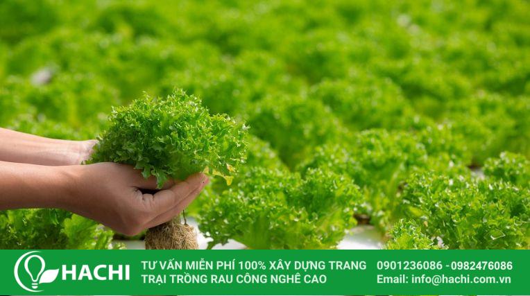 Trồng rau thủy canh