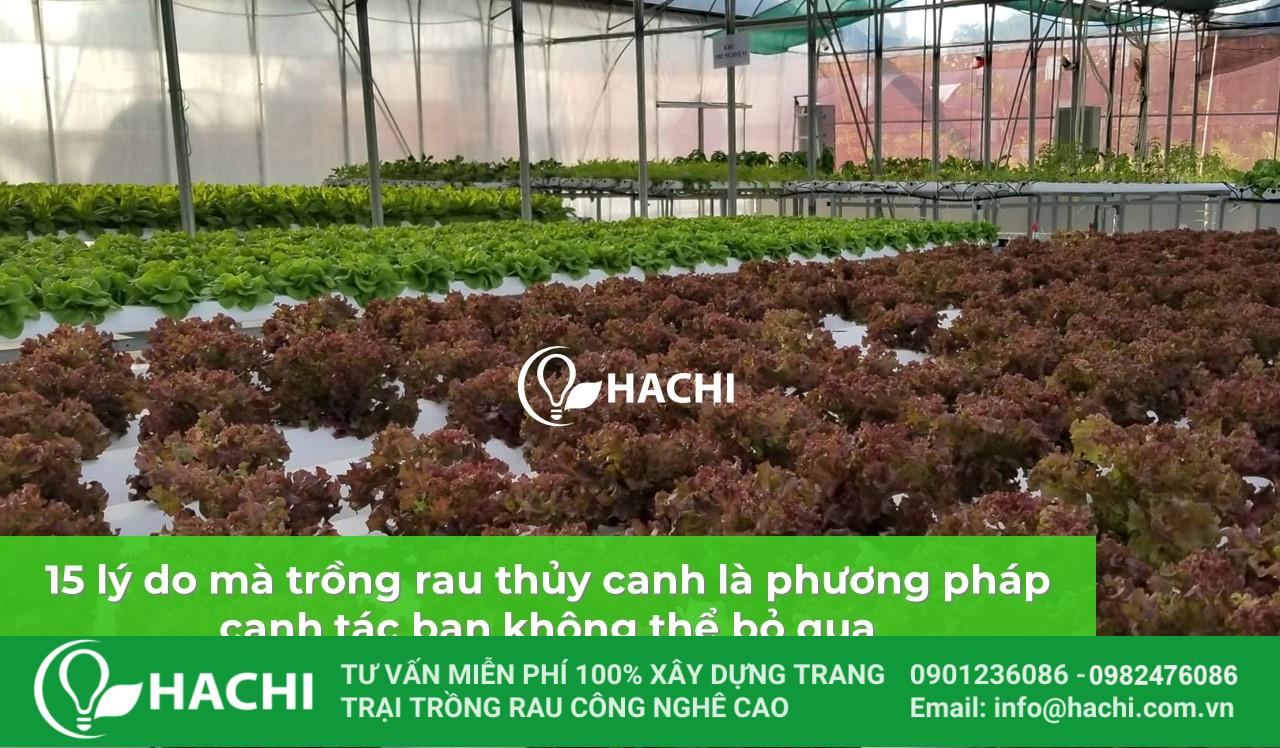 15 ly do trong rau thuy canh