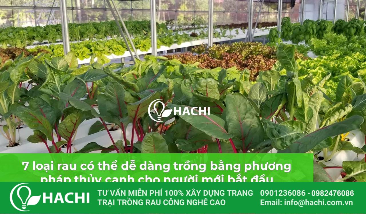 7 loai rau thuy canh de trong