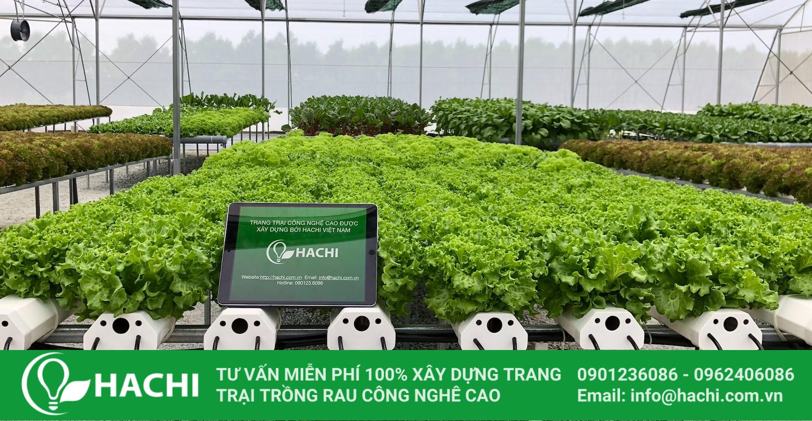 Trồng rau sạch bằng phương pháp thủy canh an toàn