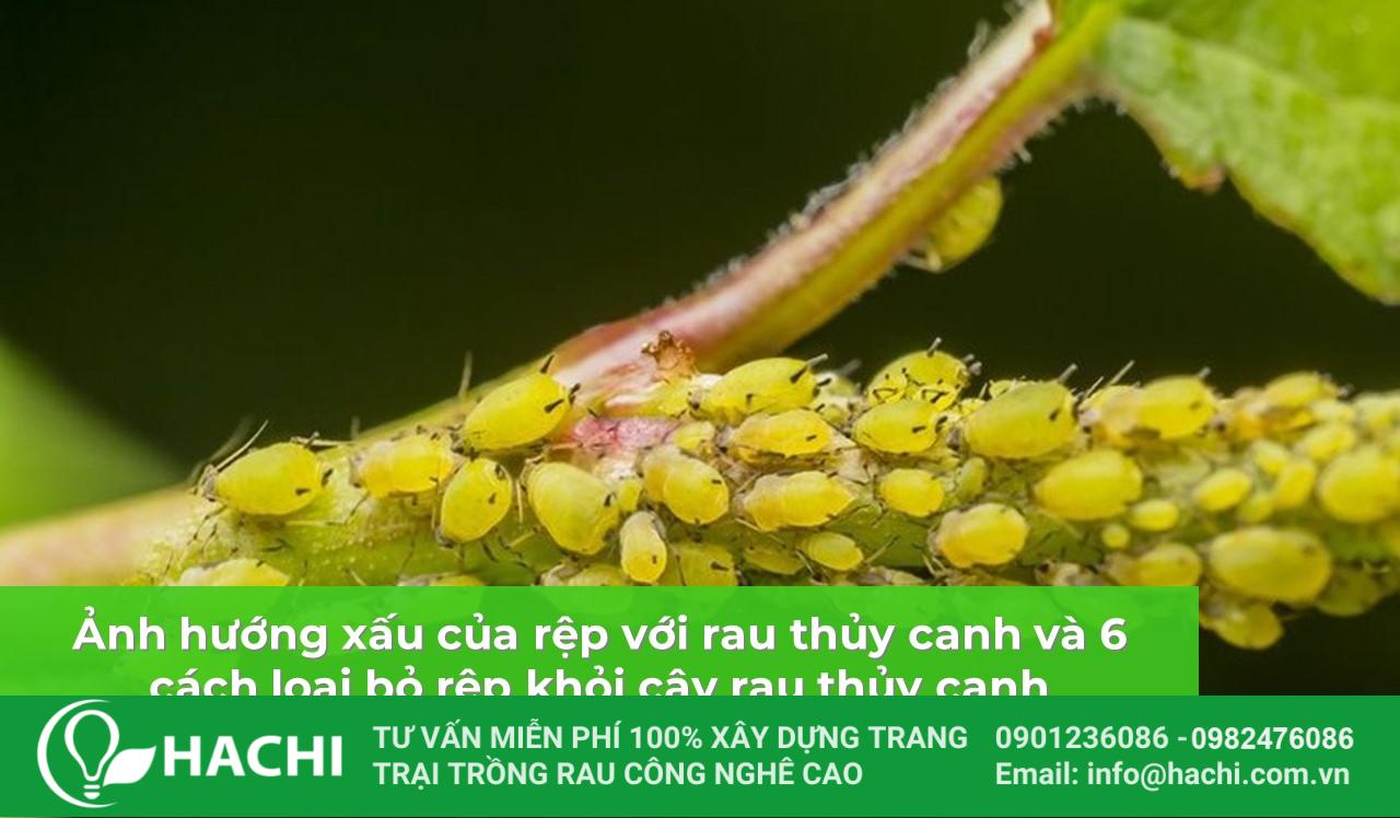 Rep tren rau thuy canh