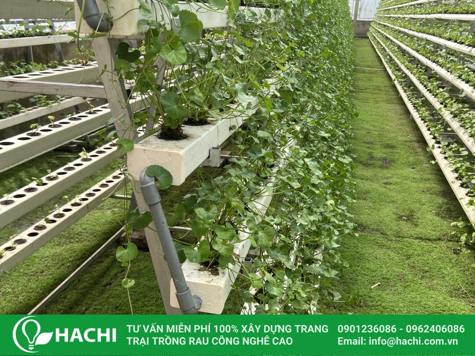 Trồng rau má bằng phương pháp thủy canh
