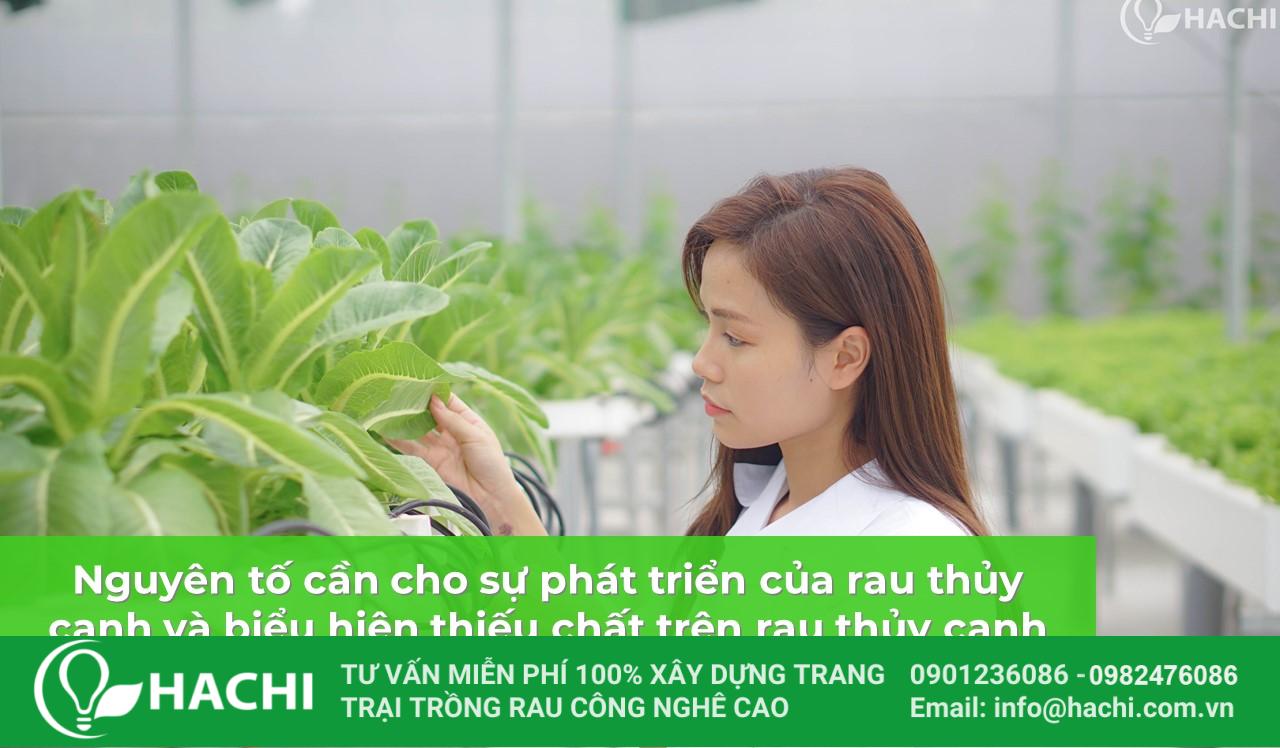 bieu hien thieu chat tren rau thuy canh