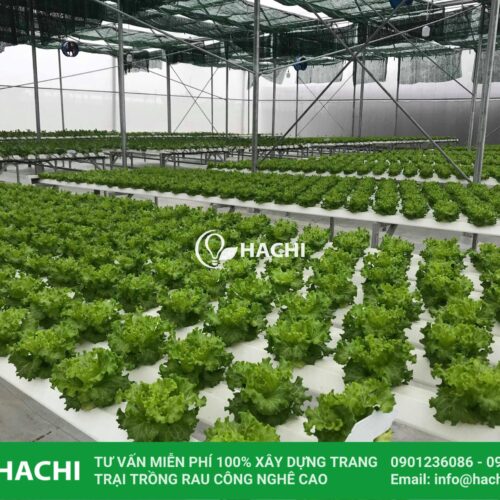 Hệ thống trồng rau thủy canh 9 thi cong nha mang trong rau