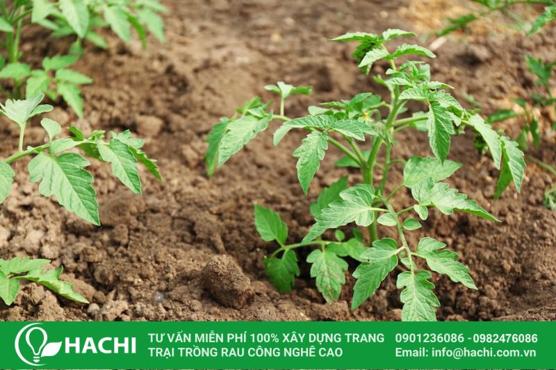 Cách trồng cà chua trong nhà màng đúng kỹ thuật cho năng suất cao nhất 12 Trồng cà chua với mật độ 25.000 cây/ha