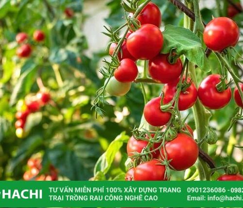 Lưu ý cần biết khi áp dụng kỹ thuật trồng cà chua trong nhà màng