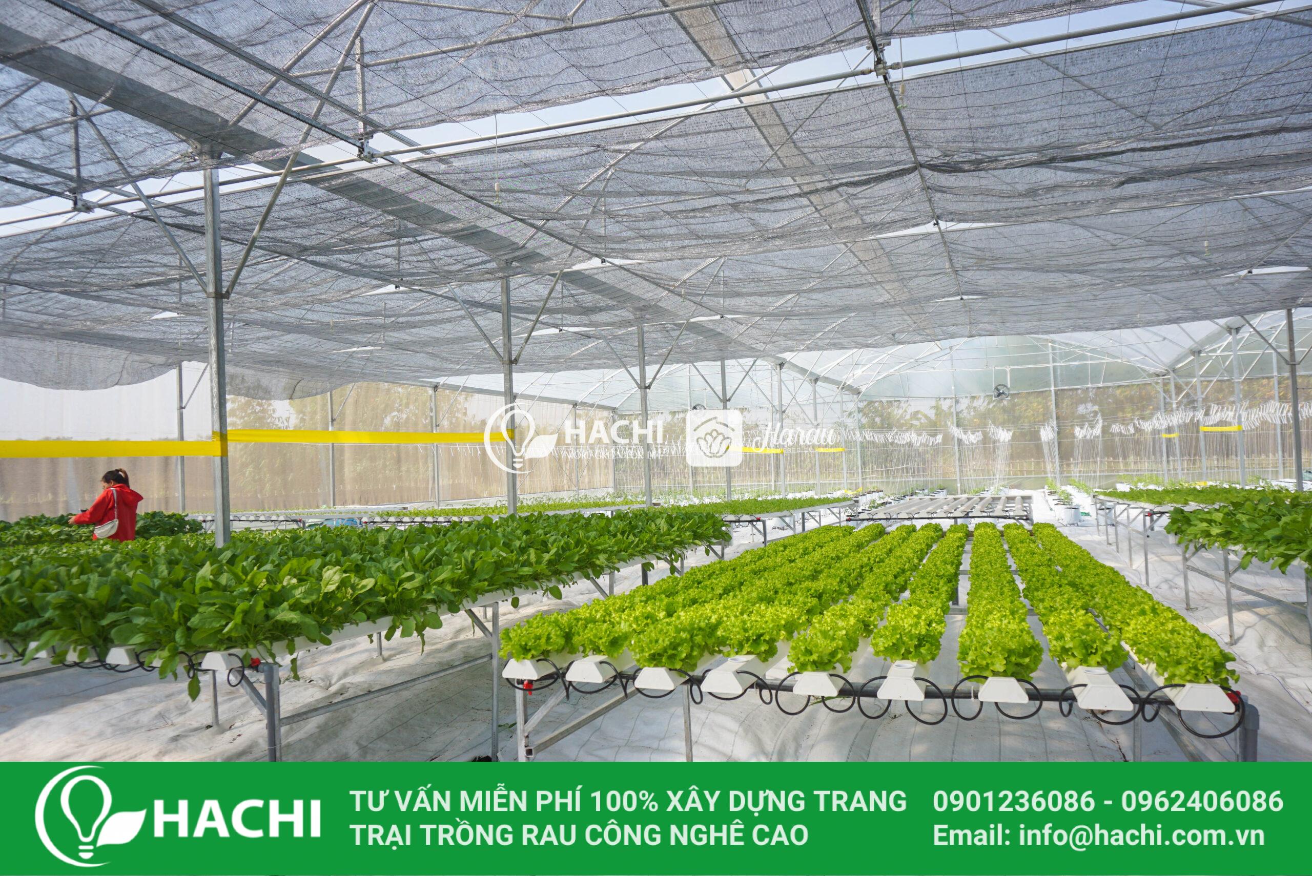 Nhà màng Cao cấp HC9.6-CC 5 các loại rau trồng tháng 8 tại miền bắc