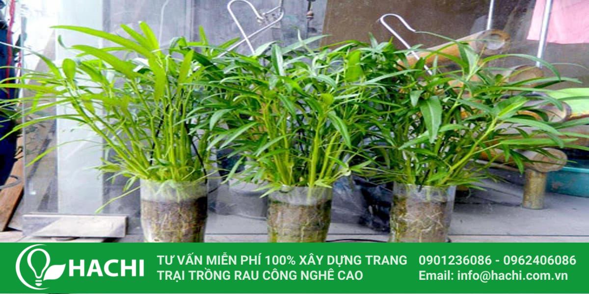 trong rau thuy canh trong chai nhua