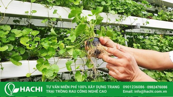 2 Cách trồng rau má thủy canh đúng kỹ thuật năng suất cao nhất 22 Cách trồng rau má thủy canh