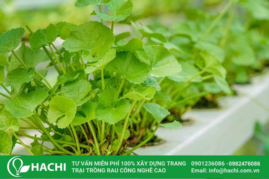 2 Cách trồng rau má thủy canh đúng kỹ thuật năng suất cao nhất 21 Cách trồng rau má thủy canh