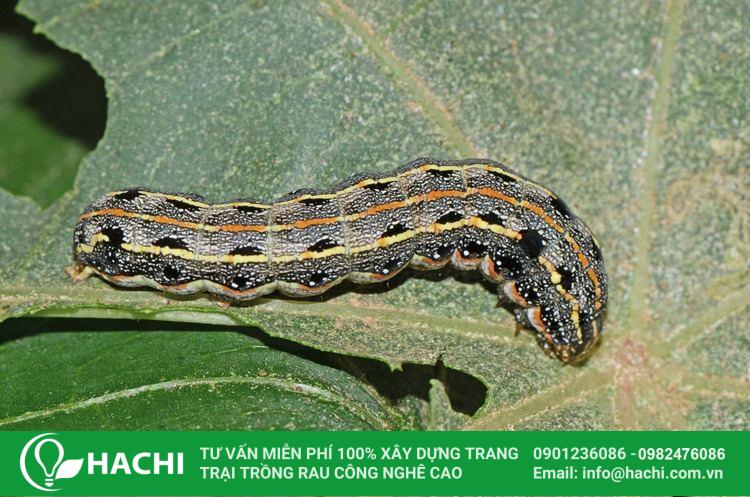 2 Cách trồng rau má thủy canh đúng kỹ thuật năng suất cao nhất 23 Cách trồng rau má thủy canh