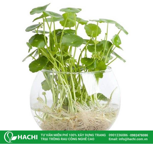 2 Cách trồng rau má thủy canh đúng kỹ thuật năng suất cao nhất 18 trồng rau má thủy sinh