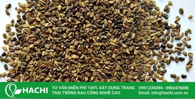 2 Cách trồng rau má thủy canh đúng kỹ thuật năng suất cao nhất 16 trồng rau má thủy sinh