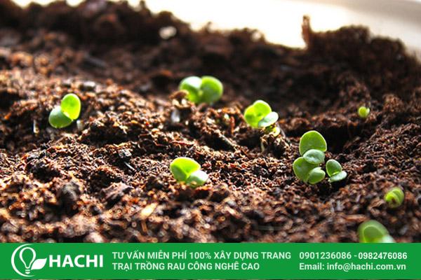2 Cách trồng rau má thủy canh đúng kỹ thuật năng suất cao nhất 17 Trồng rau má thủy sinh