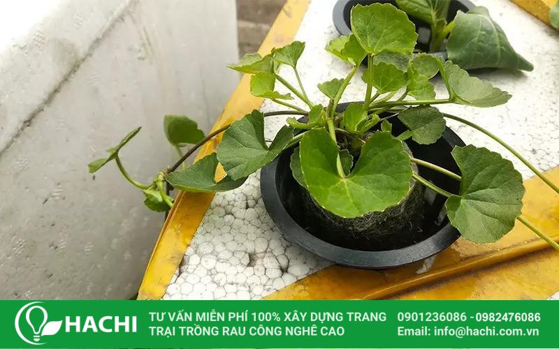 2 Cách trồng rau má thủy canh đúng kỹ thuật năng suất cao nhất 19 cách trồng rau má thủy sinh