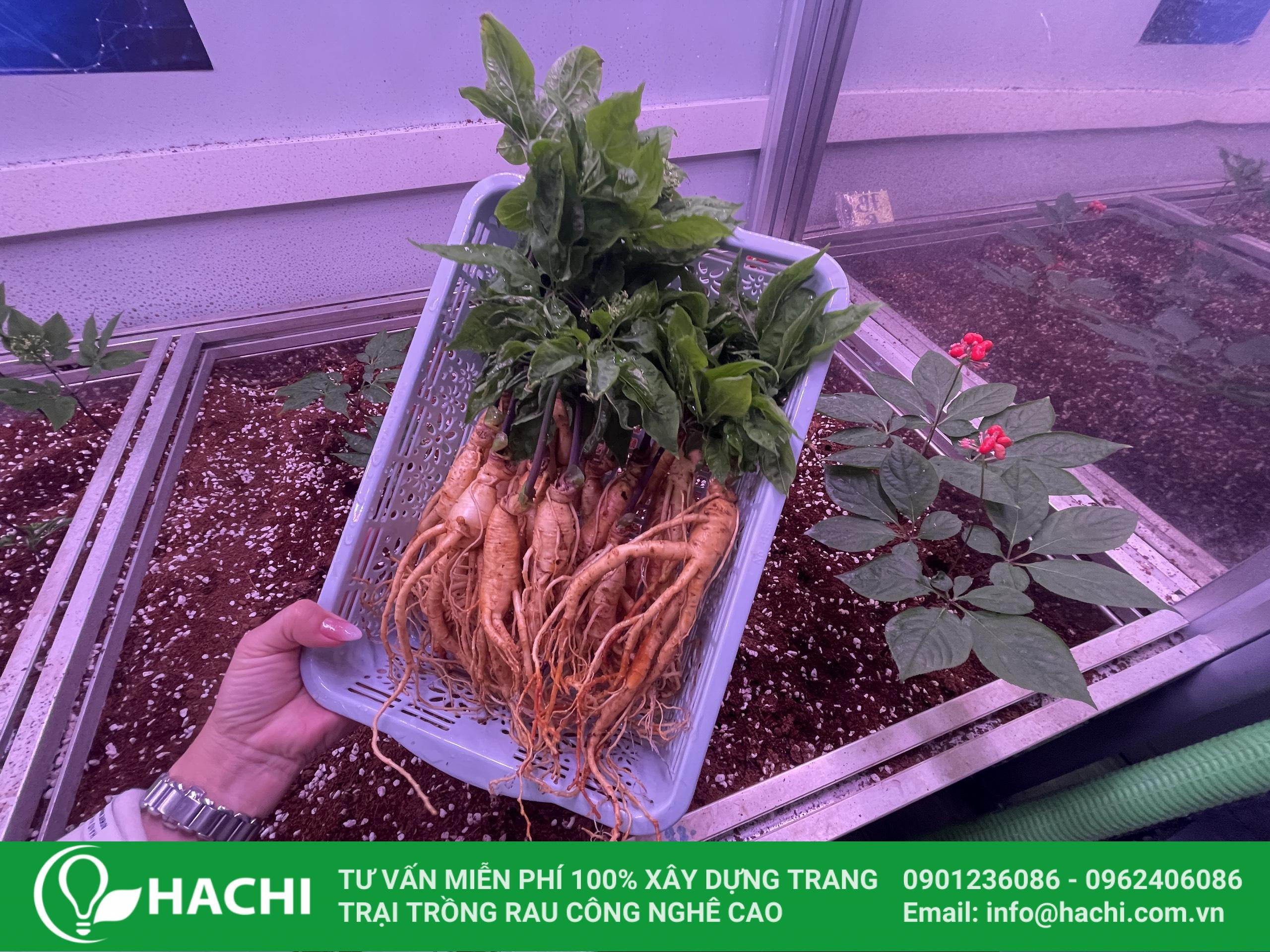 Hệ thống trồng sâm trong nhà 4 z4287843303932 d352334ac89398445c50dbf3be6b6b9a