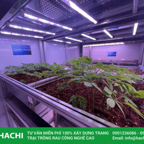 Hệ thống trồng sâm trong nhà 8 z4287843417675 41dee557a74f0bf347b479be26729bfe