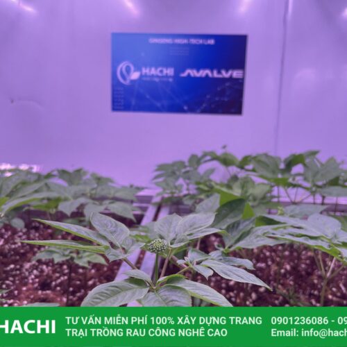 Hệ thống trồng sâm trong nhà 10 z4287843462472 51e6298deaa0815fb543813e499fc259 1